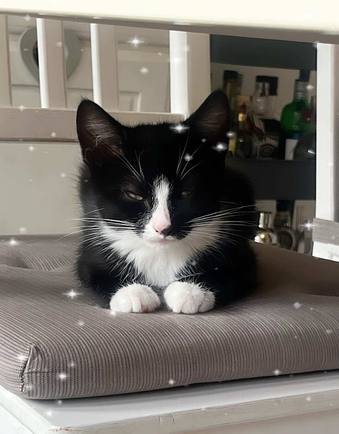 Happy pet (placeholder)